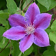Clematis 'Dr Ruppel' 60-65 cm rozenpot 2L