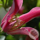Clematis 'Princess Diana' 80 cm rozenpot 2L