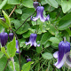 Clematis 'Rooguchi' 80 cm rozenpot 2L