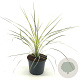 Cordyline australis 30-40 cm 2,0L