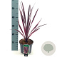 Cordyline 'Paso Doble' 30-40 cm 2,0L