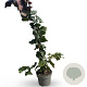 Corylus 'Red Majestic' 40-60 cm 4,0L