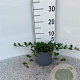 Cotoneaster dammeri 15-20 cm 2,0L