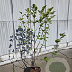 Magnolia sieboldii 100-125 cm 12L
