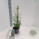 Cotoneaster suec. 'Coral Beauty' 20-25 cm 2,0L