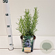 Rosmarinus officinalis 20-30 cm 2,5L