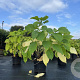 Hydrangea a. 'Annabelle' 20-30 cm 2,0L