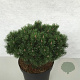 Pinus mugo 'Mops' 25-30 cm 7,5L