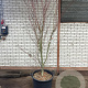 Acer palmatum 200-250 cm cont. 110L