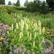 Agastache rugosa 'Alabaster' GM P9