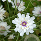 Catananche caerulea 'Alba' GM P9