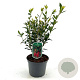 Crinodendron hookerianum 30-40 cm 2,0L