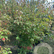 Cornus kousa chinensis 150-175 cm cont. 80L