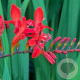 Crocosmia 'Lucifer' GM P9