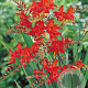 Crocosmia 'Lucifer' GM P9