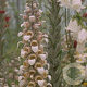 Digitalis lanata GM P9