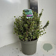 Euonymus fort. 'Emerald Gaiety' 30-35 cm 5,0L