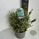 Euonymus fort. 'Emerald Gaiety' 30-35 cm 5,0L