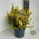 Euonymus fort. 'Emerald 'n' Gold' 40-45 cm 5,0L