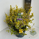 Euonymus fort. 'Emerald 'n' Gold' 40-45 cm 5,0L