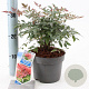 Nandina d. Obsessed 20-25 cm 2,0L