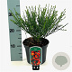 Cytisus 'Lena' 20-30 cm 2,0L