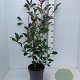 Photinia fraseri 'Red Robin' 80-100 cm 7,5L