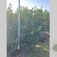 Prunus l. Etna 100-120 cm met kluit