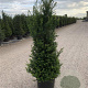Taxus baccata 100-125 cm 20L