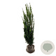Taxus media 'Hillii' 120-140 cm met kluit