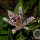 Tricyrtis hirta GM P9