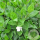 Vinca major 'Alba' GM P9