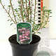 Enkianthus campanulatus 20-30 cm 2,0L