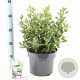 Escallonia 'Apple Blossom' 40-50 cm 5,0L