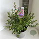 Escallonia 'Donard Radiance' 40-45 cm 5,0L