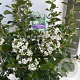 Escallonia 'Iveyi' 40-50 cm 5,0L