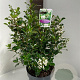 Escallonia 'Iveyi' 40-50 cm 5,0L
