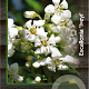 Escallonia 'Iveyi' 40-50 cm 5,0L