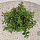 Escallonia 'Red Dream' 25-30 cm 2,5L