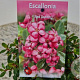 Escallonia 'Red Dream' 25-30 cm 2,5L