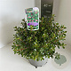 Escallonia 'Red Dream' 30-35 cm 5,0L