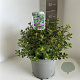 Escallonia 'Red Dream' 30-35 cm 5,0L