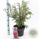 Euonymus alatus 30-40 cm 5,0L