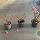 Euonymus alatus 30-40 cm 5,0L