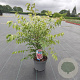 Euonymus alatus 30-40 cm 5,0L