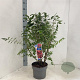 Euonymus alatus 30-40 cm 5,0L