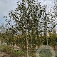 Betula utilis 'Doorenbos' 300-350 cm draadkluit meerstammig
