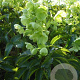 Helleborus argutifolius GM P9