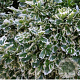 Euonymus fort. 'Emerald Gaiety' 20 cm P15