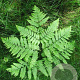 Pteridium aquilinum GM P9